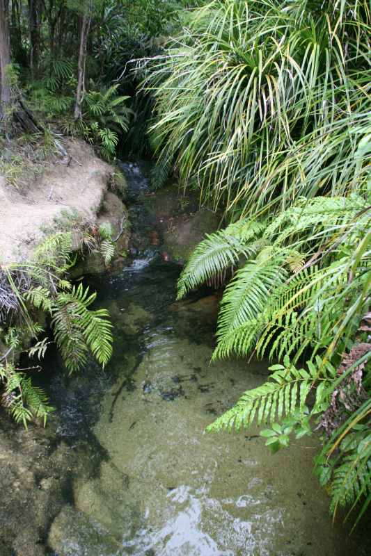 Nieuw-Zeeland 2011 - 1031
